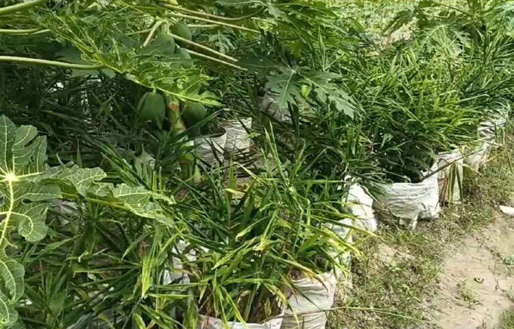 রুস্তম আলী আন্তঃফসল হিসেবে পেঁপের জমিতে ১ হাজার বস্তায় আদা চাষ করেছেন। পেঁপের পাশাপাশি আদা চাষ বেশ লাভজনক বলে মনে করেন তিনি। ফলে বস্তায় আদা চাষ করে রুস্তম আলী অনুকরণীয় দৃষ্টান্ত স্থাপন করেছেন। ছবি: আল মামুন