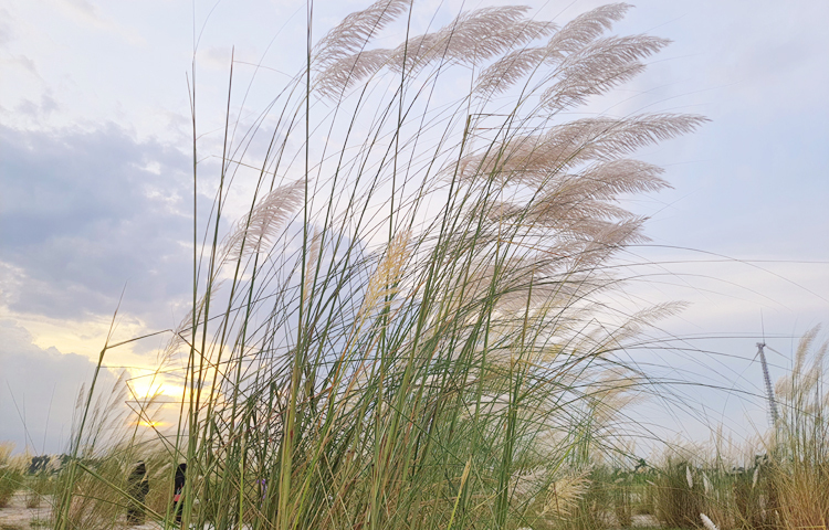 শরৎকাল এলেই সিরাজগঞ্জ শহরের চর-মালশাপাড়া (কাটা ওয়াপদা) ক্রসবার-৩ এলাকায় কাশফুলের সৌন্দর্যের টানে আসা প্রকৃতিপ্রেমীদের ভিড় জমে। দুই থেকে তিন মাসব্যাপী কাশফুলের সাদা-ধূসর সাম্রাজ্য সবাইকে মুগ্ধ করে। ছবি: এম এ মালেক