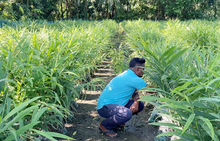 কিশোরগঞ্জের সদর উপজেলার দনাইল এলাকার দিলোয়ার হোসেন পতিত জমিতে ২ হাজার বস্তা আদা চাষ করেছেন। পরিমাণমতো মাটি ও গোবর সার মিশ্রণ করে সিমেন্ট আর বালির বস্তায় আদা চাষের খরচ মাত্র ৫০-৫৫ টাকা। ছবি: এসকে রাসেল