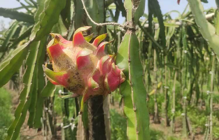 খোরশেদ আলম কুড়িগ্রাম পৌর শহরের রিভারভিউ উচ্চ বিদ্যালয় সংলগ্ন পুরাতন হাসপাতালপাড়া গ্রামের ব্যবসায়ী দবির উদ্দিনের ছেলে। ইউটিউবে ড্রাগন চাষ পদ্ধতি দেখে তিনি নিজেই চাষাবাদ শুরু করেন।