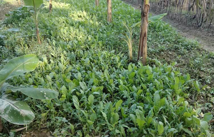 কৃষকদের সঙ্গে কথা বলে জানা গেছে, যে কোনো ফসল আগাম চাষ হলে বাজারে চাহিদা বেশি থাকে। তাই মুনাফাও অনেক বেশি। এ বছর বৃষ্টি কম হওয়ায় উঁচু জমিতে সবজি চাষে ঝুঁকছেন তারা।