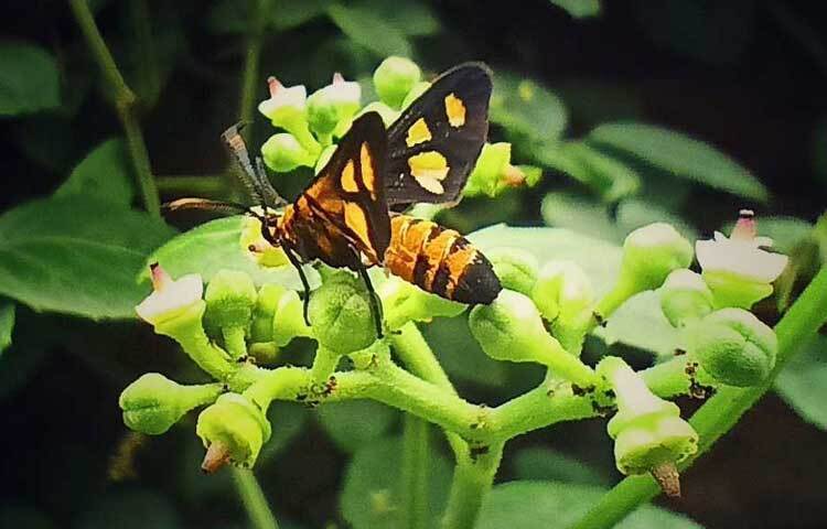 মধু আহরণে ব্যস্ত মৌমাছি।