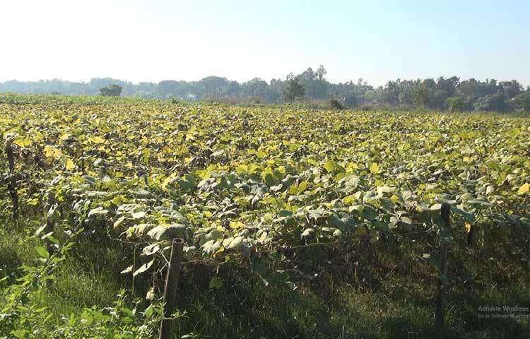 কিছুদিনের মধ্যে তাদের উৎপাদিত সবজি বিক্রির উপযোগী হবে।