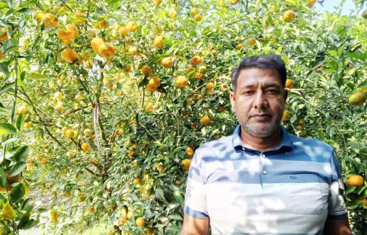 বিভিন্ন জাতের আম, কুল, আঙুর, কমলা, ড্রাগন, স্ট্রবেরি, মাল্টা, লিচু চাষের পর এবার রামরঙ্গন কমলা চাষে সফল হয়েছেন অহিদুজ্জামান।
