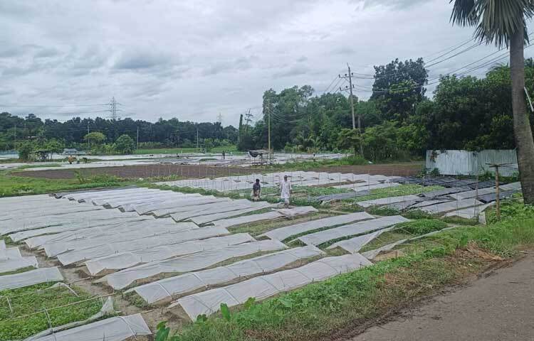 ময়নামতি পাহাড়ের পাদদেশে গ্রামটিতে উৎপাদিত হয় বিভিন্ন প্রকার সবজির চারা।