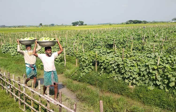 অন্যান্য শীতকালীন সবজির পাশাপাশি অনেকে জমিতে খিরার আবাদ করেছেন একাধিক চাষী। ক্ষেতে পরিচর্যা করছেন ওই গ্রামের কৃষকেরা।