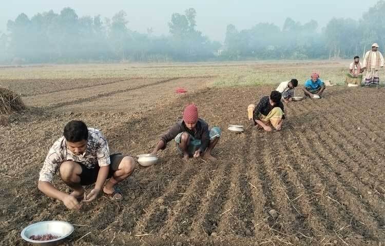 অনুকূল আবহাওয়া আর উত্তম পরিচর্যায় পেঁয়াজের বাম্পার ফলন হয় ঢাকার প্রতিবেশী এই জেলায়। সাত উপজেলার প্রতিটি উপজেলাতেই বাণিজ্যিক ভিত্তিতে চাষাবাদ হয় পেঁয়াজের। তবে এবার আবাদ বেশি হাওয়ায় দাম নিয়ে চিন্তায় আছে কৃষক।