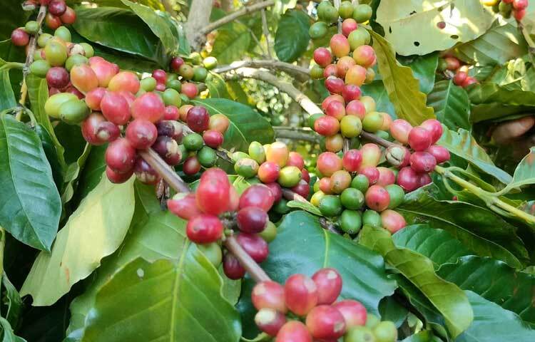 গাছে ঝুলছে সারিসারি কাঁচা-পাকা কফি চেরি।