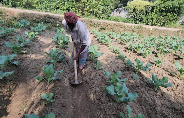 ৩০ বছর ধরেই কৃষি কাজে যুক্ত তিনি।