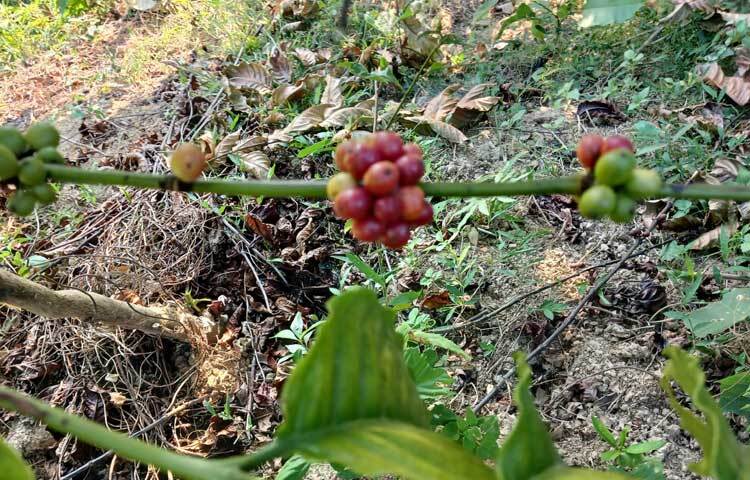 পরীক্ষামূলকভাবে উপজেলার ৮টি ইউনিয়নের ৯ হেক্টর পাহাড়ি ভূমিতে কফির আবাদ হয়েছে এবার। বাগানের প্রতিটি গাছেই কফির কমবেশি ফলন হয়েছে।