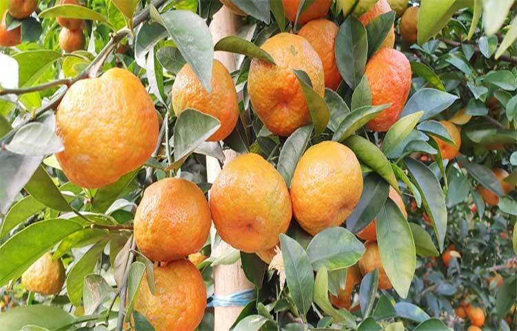 অন্যদিকে ডায়াবেটিস রোগীদের ক্ষেত্রেও কমলা হতে পারে অন্যতম মৌসুমি ফল। তাই শীতের এ সময় শরীরের রোগ-প্রতিরোধ ক্ষমতা বাড়াতে এবং সুস্থ থাকতে মৌসুমি ফলের তালিকায় কমলাকে রাখতে পারেন অনায়াসে।