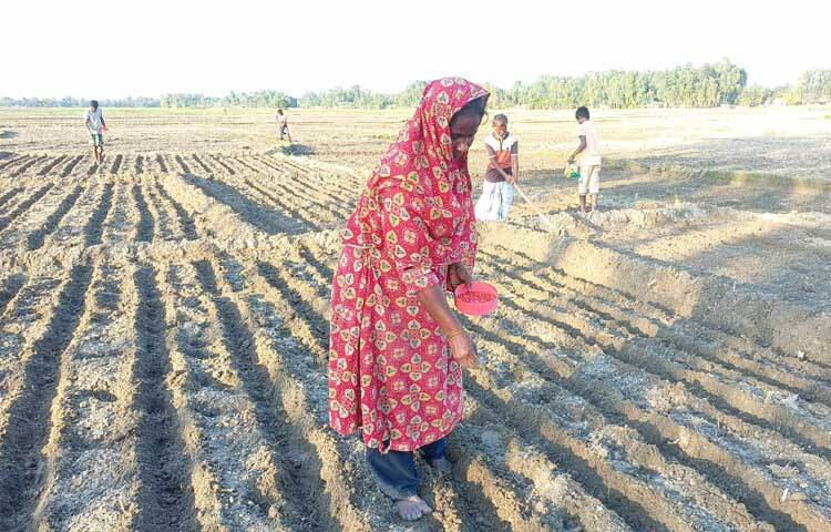 লালমনিরহাটে ব্যাপক ফলনের কারণে জেলার ব্র্যান্ডিং পণ্য হিসেবে স্থান পেয়েছে ভুট্টা। পাঁচটি উপজেলাজুড়ে সবুজ পাতায় স্বপ্ন বুনছেন ভুট্টা চাষিরা।
