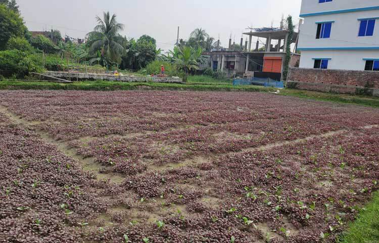 এবার তিনি মিজমিজি-জালকুড়ি-চাষাঢ়া সড়কের দশ পাইপ অংশের (নাসিক) ১ নম্বর ওয়ার্ডের মিজমিজি বিলে ১৯০ শতাংশের ৪টি ক্ষেতে লালশাক আর লাউশাকসহ কয়েক ধরনের শাক চাষ করেছেন।