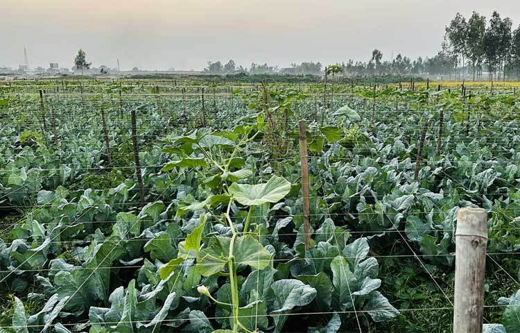 অতিরিক্ত লাভের আশায় নিয়মিত জমির যত্ন নিচ্ছেন সফল এই কৃষক।