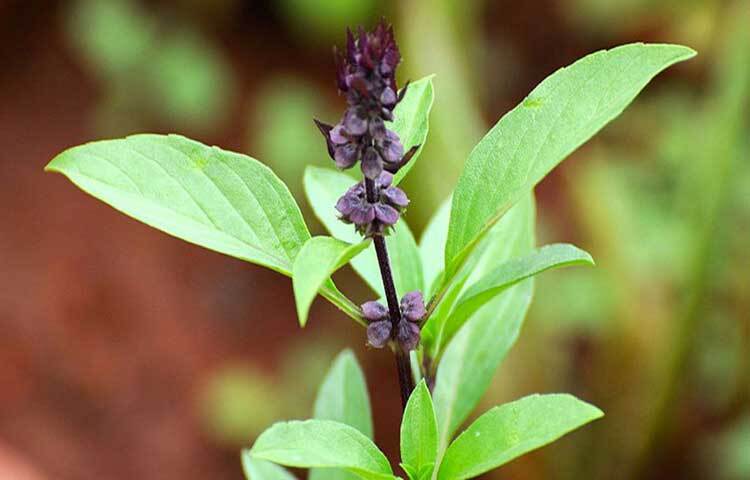 তুলসীতে ফ্ল্যাভোনয়েড, পলিফেনল এবং অপরিহার্য তেলের মতো যৌগ রয়েছে যা অ্যান্টিঅক্সিডেন্ট হিসেবে কাজ করে। এই অ্যান্টিঅক্সিডেন্টগুলো শরীরের ক্ষতিকারক ফ্রি র‌্যাডিকেল ধ্বংস করতে সহায়তা করে, যার ফলে অক্সিডেটিভ স্ট্রেস হ্রাস পায় এবং কোষ ক্ষতির হাত থেকে রক্ষা পায়।