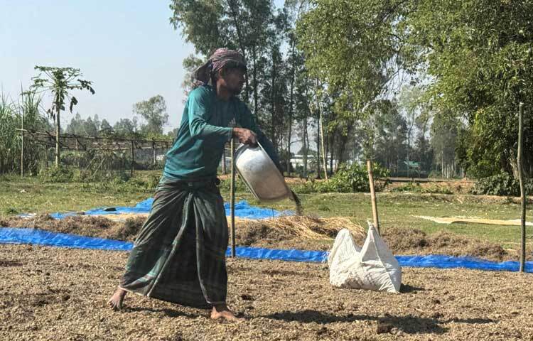সুপরিচিত ও জনপ্রিয় একটি মসলা জিরা। বাংলাদেশের নাতিশীতোষ্ণ এবং শুষ্ক আবহাওয়া জিরা চাষের জন্য উপযোগী। শীতকালে জিরার ভালো ফলন পাওয়া সম্ভব।