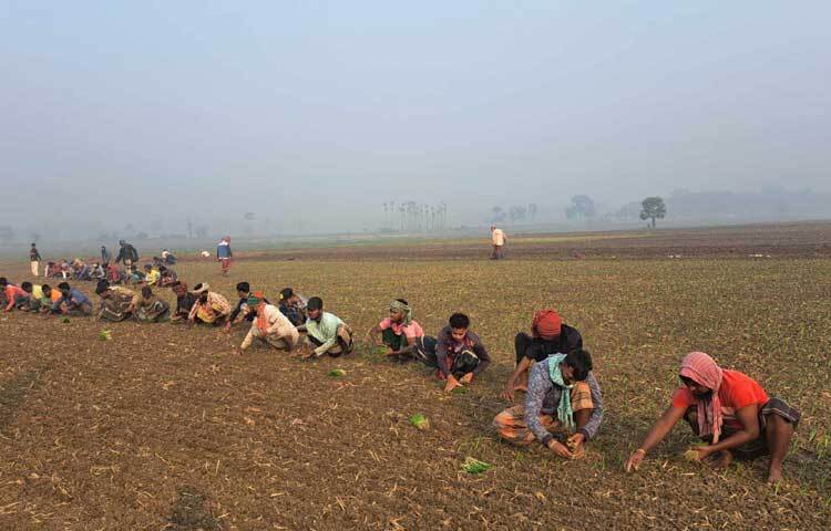 লক্ষাধিক কৃষক পরিবার পেঁয়াজের চারা রোপণের মাধ্যমে আর্থিক সচ্ছলতার আশায় নতুন স্বপ্ন বুনছেন।