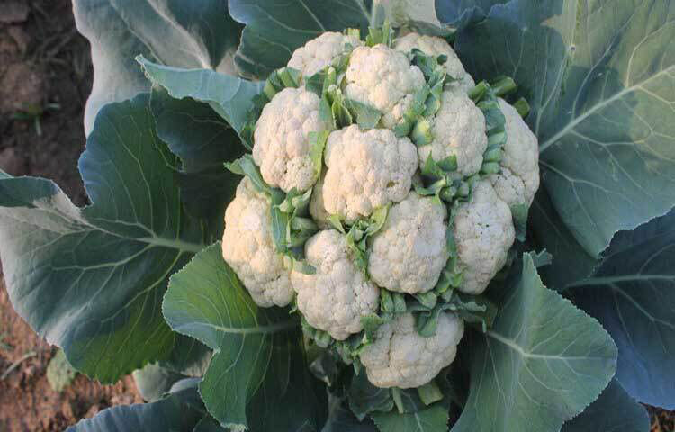 শীতের সবচেয়ে পরিচিত সবজি ফুলকপি। এতে প্রচুর পরিমাণ ভিটামিন এ, বি, সি, কে, আয়রন, সালফার, ফসফরাস, ম্যাগনেসিয়াম, পটাশিয়াম, ম্যাঙ্গানিজ ও ফাইবার আছে। ফুলকপির সালফারযুক্ত সালফোরাফেন উপাদান ক্যানসার কোষ ধ্বংস করে। রক্তচাপ কমায়। হৃদ্‌যন্ত্র সুস্থ রাখে।