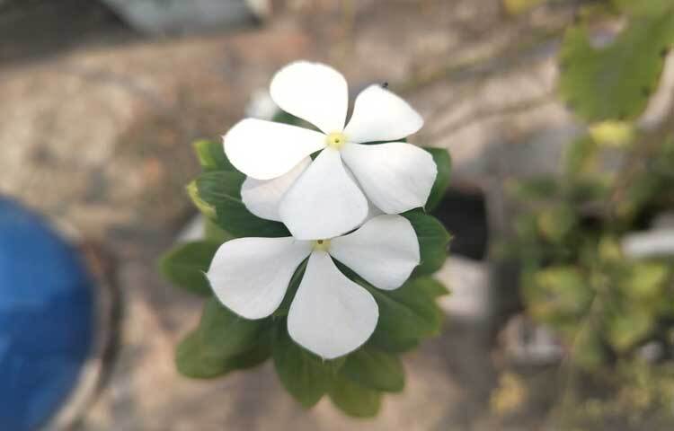 বাগানে বা আঙিনায় বসন্তের চেয়েও বেশি ফুলের সমাহার ঘটে শীতকালে।