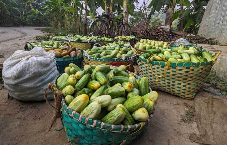 মূলত পাহাড় বেয়ে পড়া ঝরনার মিঠাপানি আর পলিযুক্ত উর্বরা শক্তির বালুমাটিতে চাষ হয় এই ক্ষিরা। ফলে এর স্বাদ অন্যান্য হাইব্রিড ক্ষিরার মতো পানসে বা তেঁতো নয়।