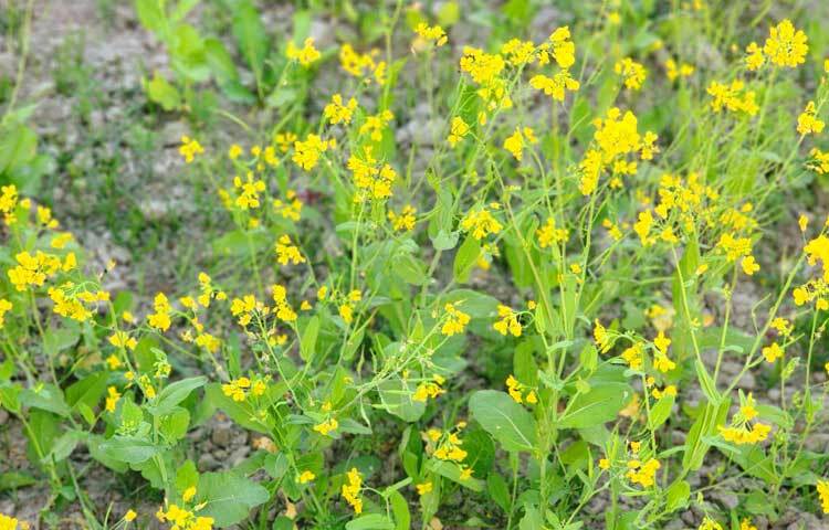 জেলা কৃষি সম্প্রসারণ অধিদপ্তর উপ-সহকারী কৃষি কর্মকর্তা শামিনুর ইসলাম জানান, এবার জেলার ৯টি উপজেলায় ৮৬ হাজার ৪৬০ হেক্টর জমিতে সরিষা চাষ হয়েছে। বিগত বছরের তুলনায় এবার ১ হাজার ২৯০ হেক্টর জমিতে সরিষা চাষ বেড়েছে।