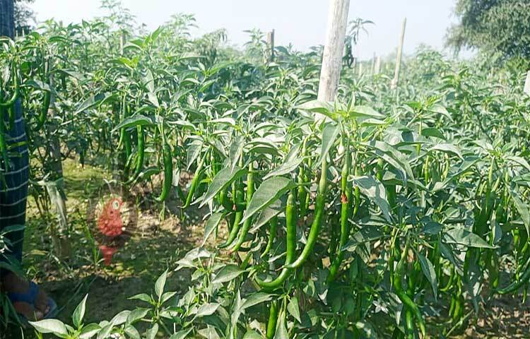 ঔষধি গুণে ভরপুর কাঁচামরিচ হৃদরোগ ও পেট ব্যথার মত বেশ কিছু সমস্যা মেটাতে সক্ষম।