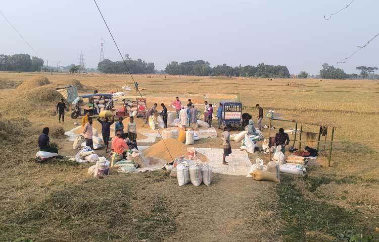 কাটা ধান গোলায় তুলছেন তারা।
