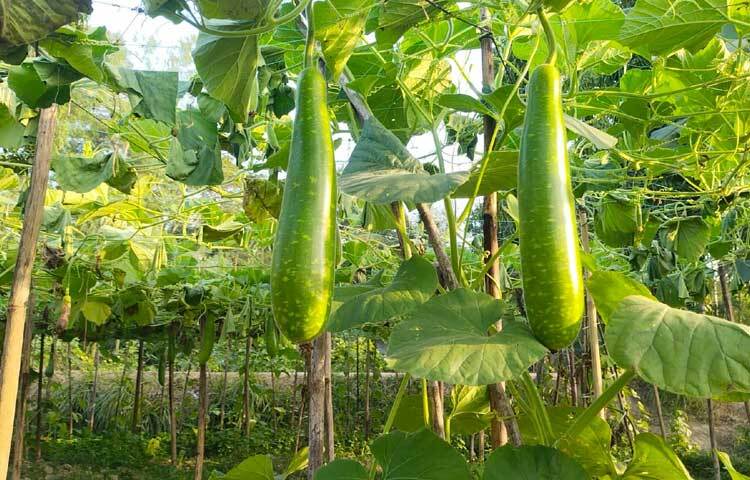 উপজেলার করেরহাট, হিঙ্গুলী, দুর্গাপুর, মিরসরাই সদর, খৈয়াছড়া, মঘাদিয়া, ওয়াহেদপুর ও সাহেরখালী ইউনিয়নে লাউ চাষ করে অনেকেই স্বাবলম্বী হয়েছেন।