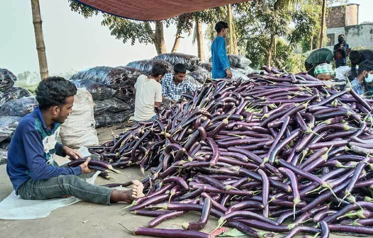 এ এলাকার বেগুন সবচেয়ে বেশি যায় ঢাকা, খুলনা ও বরিশালে।