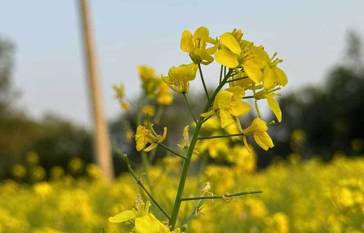 ঝলমলে রোদে শোভা ছড়াচ্ছে সরিষার ফুল।