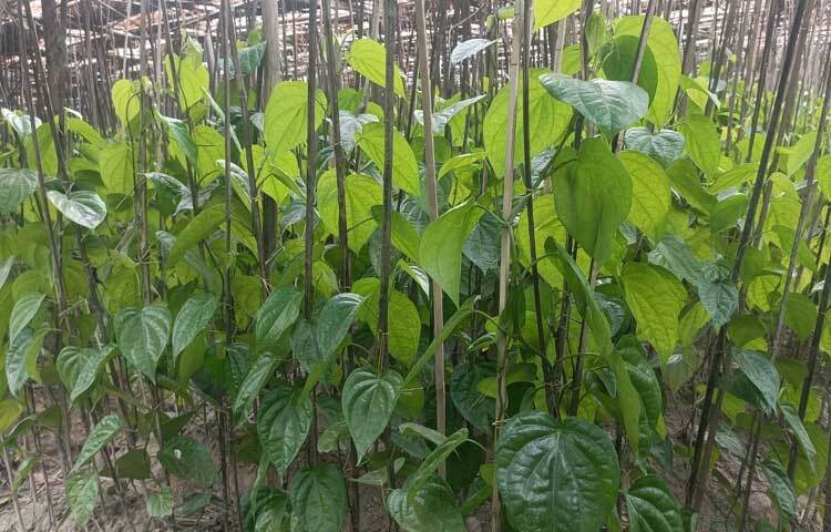 উপজেলার বেশ কয়েকটি এলাকায় পানের আবাদ হলেও বারৈয়াঢালা ইউনিয়নের গ্রামগুলোতে পান চাষ চোখে পড়ার মতো।