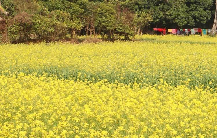 কৃষি কর্মকর্তারা বলছেন, ‘চলতি মৌসুমে সরিষা আবাদে ফেনীতে বাম্পার ফলন হওয়ায় সম্ভাবনা আছে। এতে বন্যার ক্ষতি কাটিয়ে ওঠা সহজ হবে।’