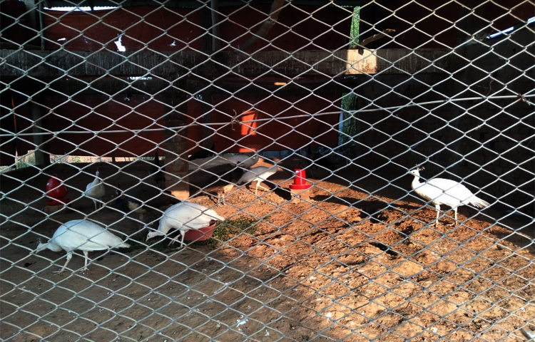 সরকারি নিয়ম-নীতি ও প্রাণিসম্পদ বিভাগের সার্বক্ষণিক তত্ত্বাবধানে বেড়ে উঠছে এখানকার হরিণগুলো। হরিণের বিচরণ আর প্রকৃতির এই অপরূপ সৌন্দর্য দেখতে প্রতিদিনই এখানে ভিড় করেন দর্শনার্থীরা। হরিণগুলোর স্বাভাবিক বেড়ে ওঠা ও রোগবালাই থেকে মুক্ত রাখতে তদারকি করছে স্থানীয় প্রাণিসম্পদ বিভাগ। খামারটির নাম দেওয়া হয়েছে ‘হিলসডেল মাল্টি ফার্ম’। ছবি: এম মাঈন উদ্দিন