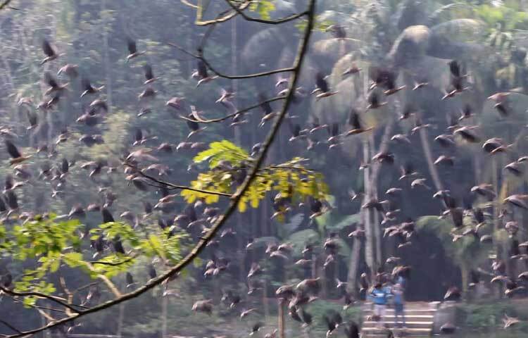 দিনভর দিঘিতে পাতানো বাঁশের ওপর বিশ্রাম শেষে সন্ধ্যায় ফের উড়াল দেয় আশ্রয়-খাবারের খোঁজে।