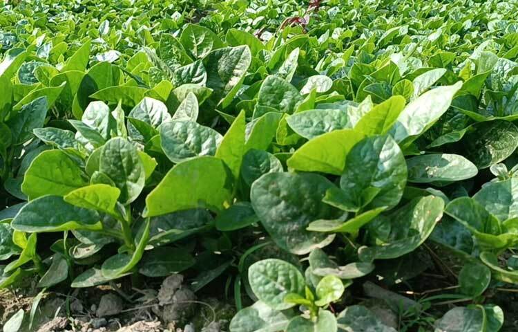 স্বামীকে সহযোগিতা করতে তিনি পুঁইশাক চাষে আগ্রহী হন। তবে বেশ কয়েক বছর পুঁইশাক চাষে লাভবান হওয়ায় বড় পরিসরে চাষ শুরু করেন।