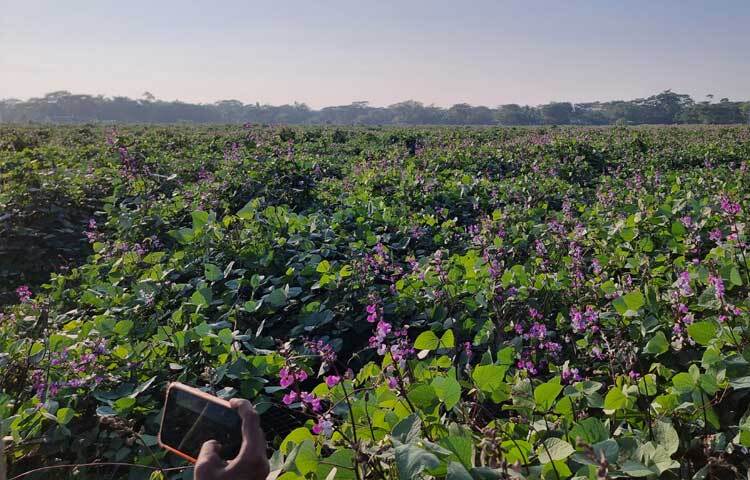 প্রায় এক যুগ আগেও লবণাক্ততার কারণে ধান চাষে লোকসানের মুখে থাকা এই গ্রাম এখন পরিচিতি পেয়েছে ‘সবজি গ্রাম’ নামে। ফেলে রাখা এসব জমিতে বছরজুড়ে এখন সম্মিলিত ভাবে বিভিন্ন ধরনের সবজি ফলাচ্ছেন তারা।