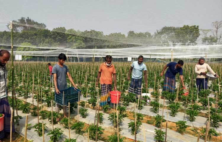 চলতি মৌসুমে ইউনিয়নের নিয়ামতবাড়িয়া গ্রামের মাঠপাড়া এলাকায় কৃষি কর্মকর্তাদের পরামর্শে প্রায় ১০ বিঘা জমিতে ‘ইন্দ্রা গোল্ড’ জাতের বিদেশি সবজি চাষ করেছেন তারা।