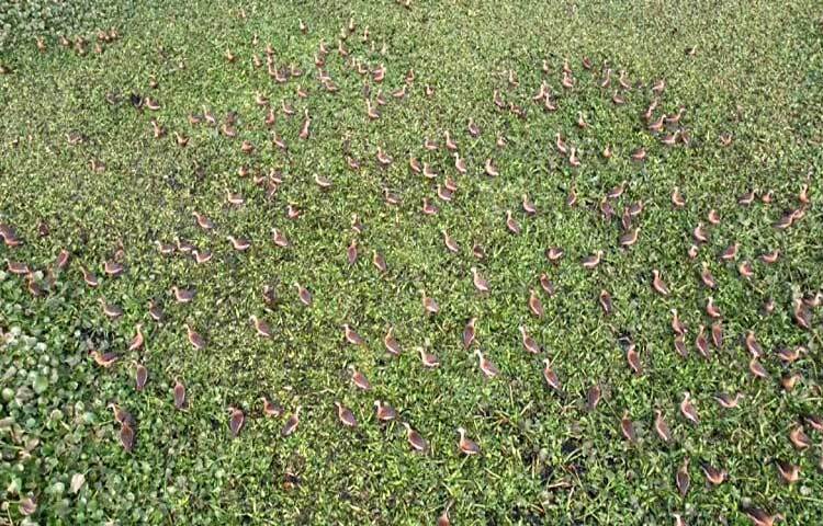 ব্রহ্মপুত্রের শাখা এ নদীটিকে দৃষ্টিনন্দন লেকসিটি হিসেবে গড়ে তোলার পর থেকে শীতকালে নতুন প্রাণ সঞ্চার হয়েছিল এখানে। লেকসিটির একটি অংশ গুরুদয়াল সরকারি কলেজের সামনের মুক্তমঞ্চ। এখানেই বেশি ভিড় করে পরিযায়ী পাখি।