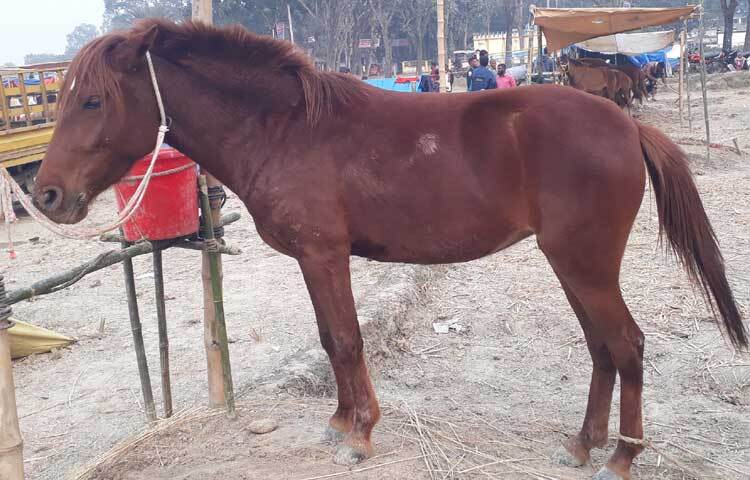 জানা যায়, বিক্রির জন্য দেশের বিভিন্ন এলাকা থেকে ঘোড়া নিয়ে মেলায় এসেছেন ব্যবসায়ীরা।