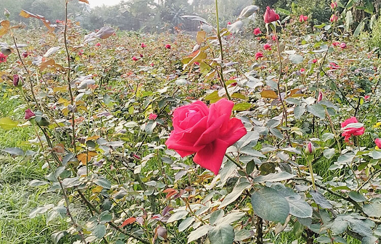 দুলাল মিয়া তার ১২০ শতাংশ জায়গায় গোলাপ, সাদা গোলাপ, গাঁদা, রজনীগন্ধাসহ বিভিন্ন প্রজাতির ফুল চাষ করেন।