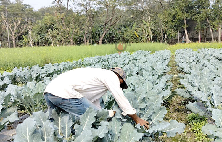 আবহাওয়া অনুকূলে থাকায় ফলন ভালো হয়েছে। এতে কোনো কোনো ব্রোকলির ওজন হয়েছে ৭০০-৮০০ গ্রাম। এসব ব্রোকলি বাজারে বিক্রি হচ্ছে ৪০-৫০ টাকা ধরে।