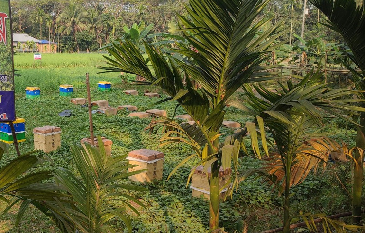 কৃষি বিভাগের তথ্যমতে, সরিষা ক্ষেতের পাশে মধু চাষের কারণে পরাগায়ন ঘটছে ফসলের। এতে সরিষারও ফলন ২৫ শতাংশ বেড়ে যায়।