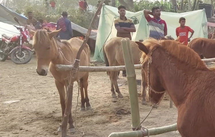 এবারের মেলায় এসেছে দেশের নানা প্রান্তের বাহারি ঘোড়া। বিজলি, কিরণমালা, রানী, সুইটি, ভারতীয় তাজীসহ বাহারি নামের এসব ঘোড়া দেখতে ভিড় করছে মানুষ। ক্রেতারা তাদের পছন্দের ঘোড়া কিনতে রীতিমতো প্রতিযোগিতায় নেমেছেন।