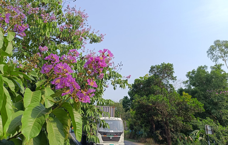 বেগুনি আর হলুদের অপূর্ব সংমিশ্রণে ফুটে থাকা এই ফুলগুলো শুধু চোখ জুড়ানোই নয়, বরং যান্ত্রিক জীবনের মধ্যে প্রকৃতির এক নিঃশব্দ বার্তা।