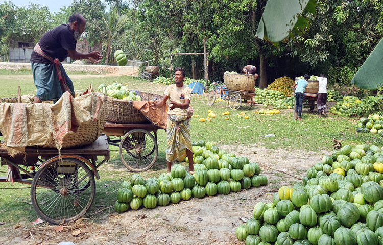 কৃষকেরা জানান, চাহিদা থাকা এবং লাভজনক হওয়ায় আগ্রহ নিয়ে বাঙ্গি চাষ করেছিলেন তারা। হঠাৎ এ বছর ক্রেতা শূন্যতা ও দরপতনে উৎপাদিত বাঙ্গি নিয়ে বিপাকে পড়েছেন।