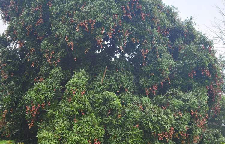 উপজেলা কৃষি অফিসের তথ্যমতে, এবার ১০৭ হেক্টর জমিতে লিচুগাছ রয়েছে। যেখানে বাগানের সংখ্যা ২৮২টি।