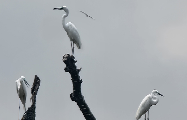 বিশেষ করে শহরাঞ্চলে বকের দেখা এখন একরকম অলীক। কোথাও কোথাও তারা একেবারেই হারিয়ে গেছে। কিন্তু চাঁদপুর শহরের কেন্দ্রস্থলে, প্রশাসনের এমন গুরুত্বপূর্ণ স্থানে, তাদের এই বসবাস নিঃসন্দেহে ব্যতিক্রম।