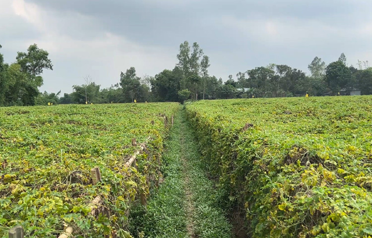 মানুষ এ গ্রামকে চেনে ‘করলা গ্রাম’ নামে। অধিকাংশ কৃষক বাণিজ্যিক ভাবে করলা চাষ করেন।