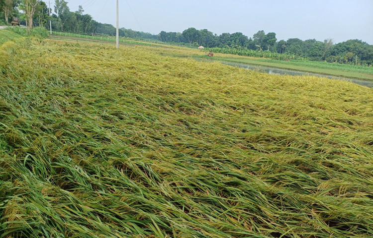 ১৭ মে সন্ধ্যায় বৃষ্টির পাশাপাশি কালবৈশাখির তাণ্ডব শুরু হয়। ১৫ মে থেকে আম-লিচু সংগ্রহ শুরু হওয়া বাগানের ৪০ থেকে ৫০ ভাগ ফল ঝরে পড়েছে বলে দাবি কৃষকদের।