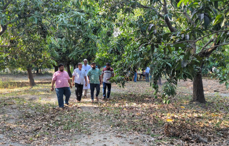 ২০০৯ সালে কৃষক ইসাহাক মুন্সি তাবলিগে রাজশাহী গিয়ে দেখেন আম বাগান। পরের বছর রাজশাহী থেকে ৫০টি আমের চারা এনে বাড়ির আঙিনায় চাষ শুরু করেন।